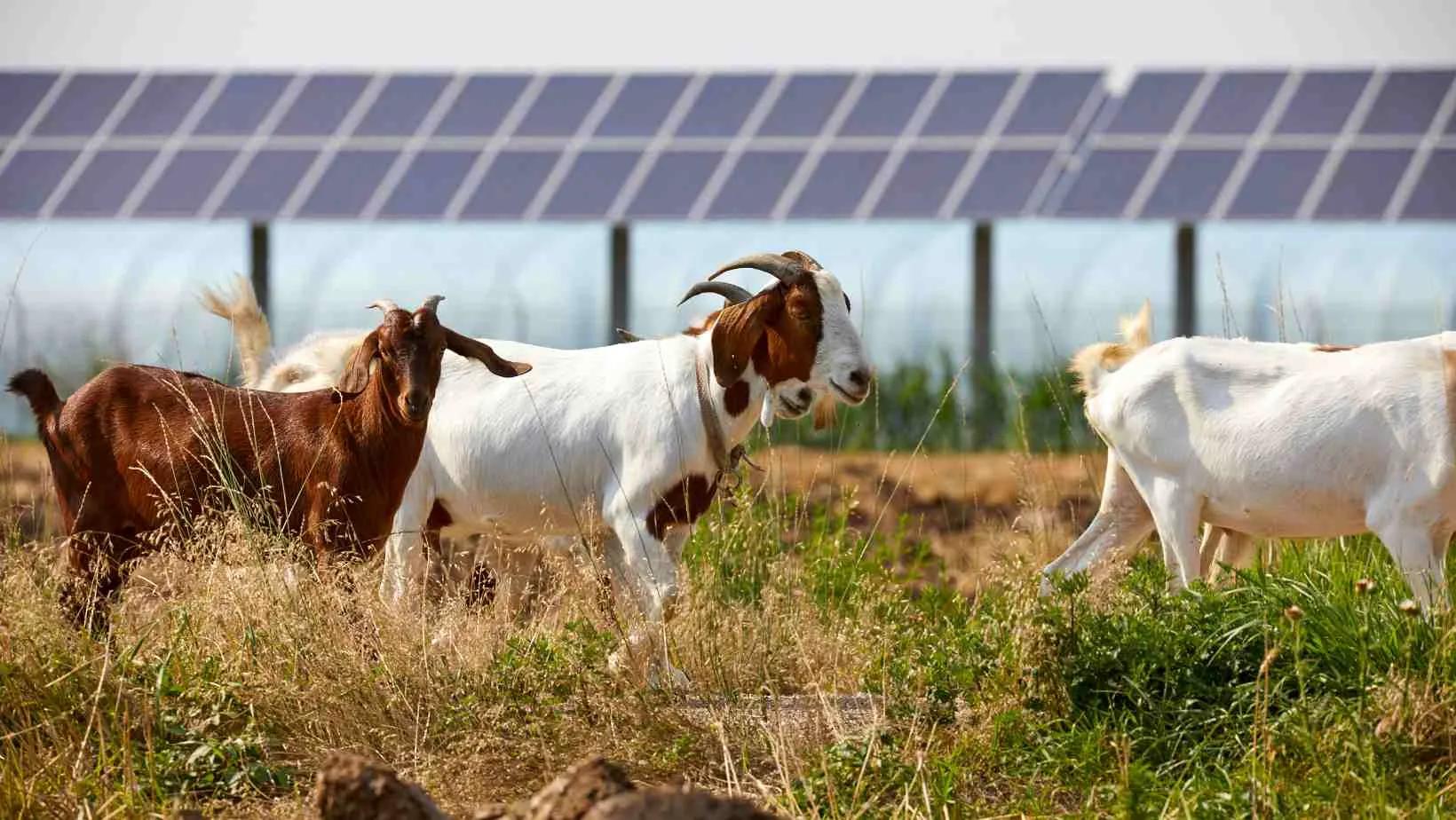 L'agrobusiness et l'énergie solaire